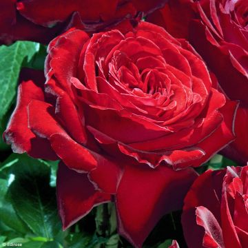 Roseira de flor grande Primo Bacio Roseira de flor grande Primo Bacio