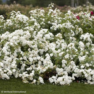 Roseira miniatura Icy Drift