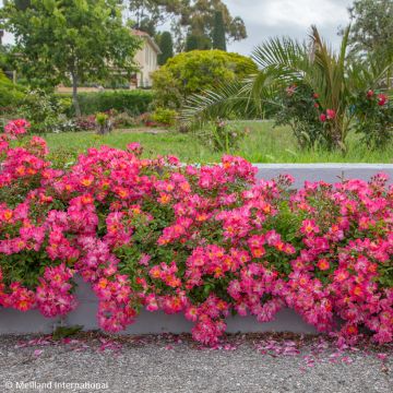 Roseira miniatura Pink Drift