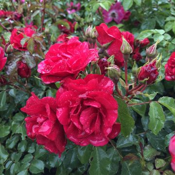 Roseira miniatura Rigo® Rotilia