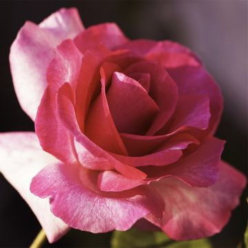 Roseira de flor grande Guignol Orabrica