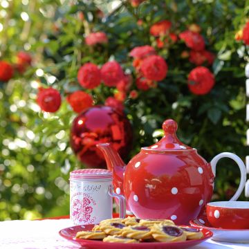 Roseira trepadeira Starlet Rose Carmen