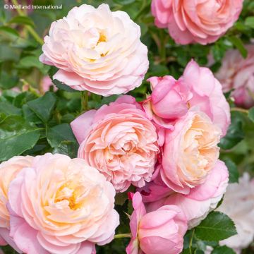 Roseira trepadeira David Hockney