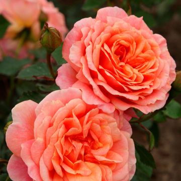 Roseira trepadeira Climbing Max Peach Melba