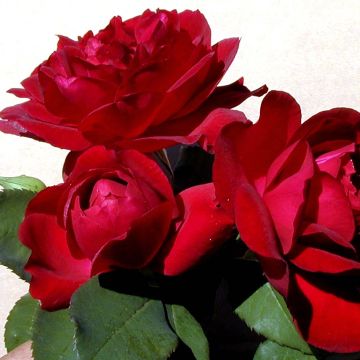 Roseira trepadeira Sénégal