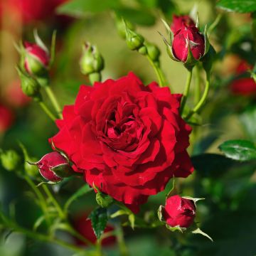 Roseira trepadeira Maestro Yannick