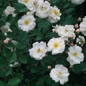 Rosa moschata Trier