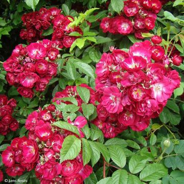 Roseira trepadeira Wilderode