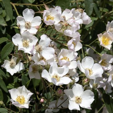 Rosa filipes Kiftsgate - Roseira trepadeira