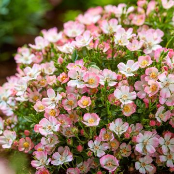 Roseira miniatura Cutie Pie