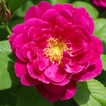 Rosa centifolia muscosa Henri Martin 'Red Moss' - Roseira antiga