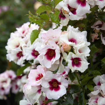 Roseira miniatura Aria Babylon Eyes