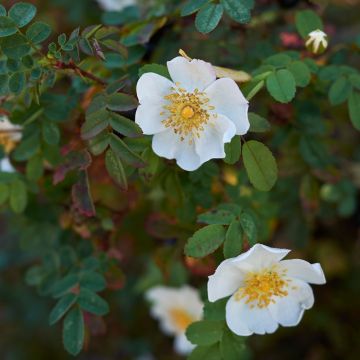 Rosa pimpinellifolia  - Roseira brava
