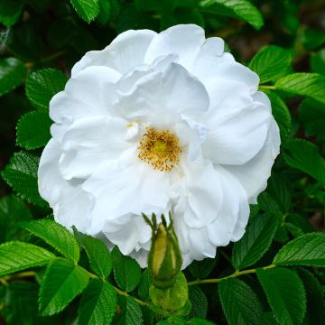 Roseira rugosa Blanc Double de Coubert