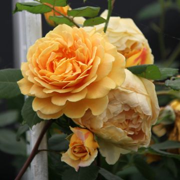 Roseira inglesa Golden Celebration