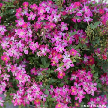 Roseira miniatura Galaxy Antares