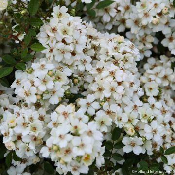 Roseira miniatura Galaxy Arcturus