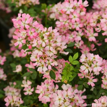 Roseira miniatura Galaxy Vega