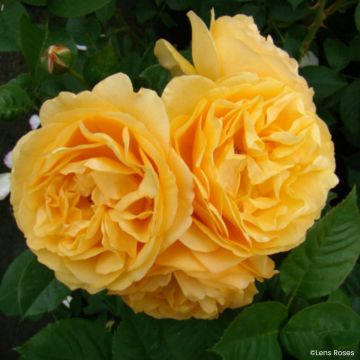 Roseira floribunda Julia Child (Absolutely Fabulous)