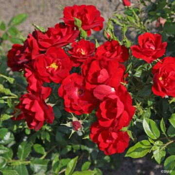 Roseira floribunda Société Nationale d'Horticulture de France