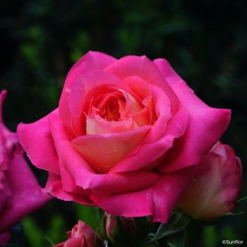 Roseira de flor grande Bali - Rosa