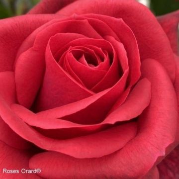Roseira trepadeira Tchic-Tchac - Rosa