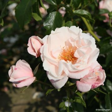 Roseira trepadeira Zelmani's Dream - Rosa