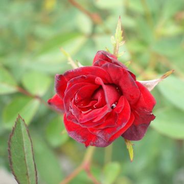 Roseira miniatura Baby Baccara