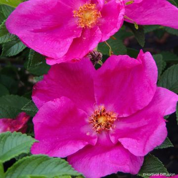 Roseira rugosa Angelia Eglantine