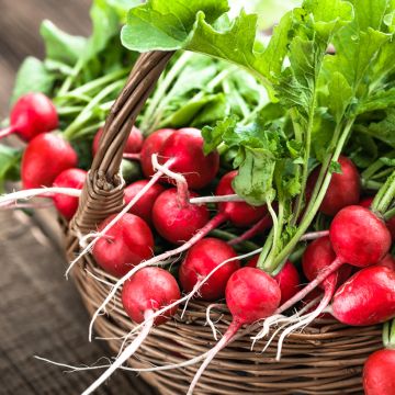 Fita 5m de Rabanete vermelho redondo Raxe Bio