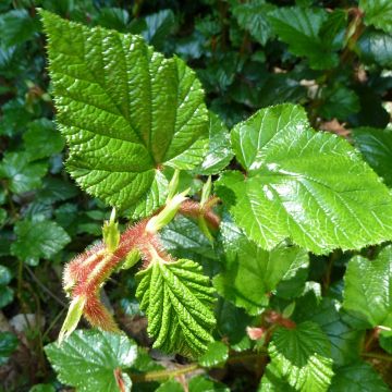 Rubus tricolor