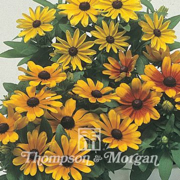 Rudbeckia hirta Becky Mixed em sementes