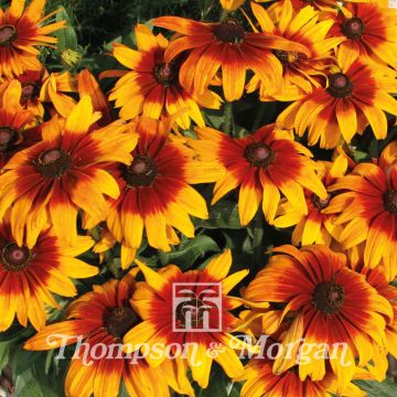 Rudbeckia hirta Cappuccino em sementes