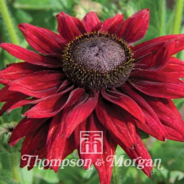 Rudbeckia hirta Cherry Brandy em sementes