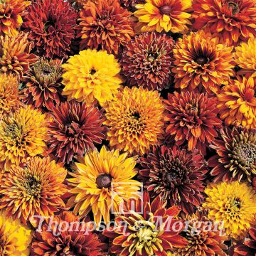 Rudbeckia Cherokee Sunset em sementes
