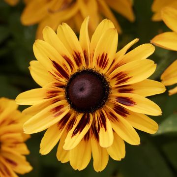 Rudbeckia Giggling SmileyZ