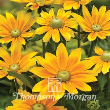 Rudbeckia hirta Green Eyes em sementes