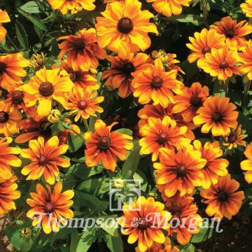 Rudbeckia hirta Rustic Dwarf Mixed em sementes