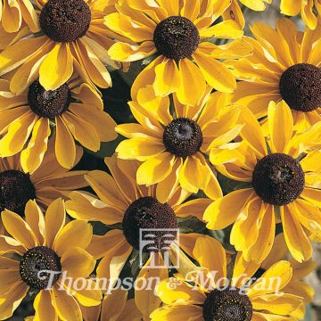 Rudbeckia hirta Toto em sementes