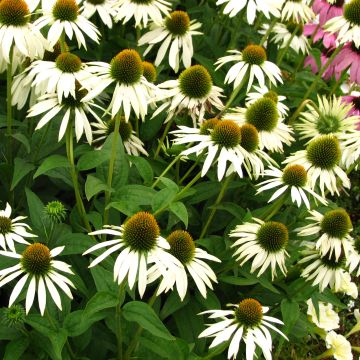 Echinacea purpurea Alba