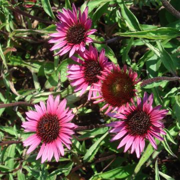 Echinacea purpurea Vintage Wine