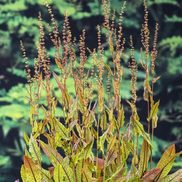 Rumex sauvignea