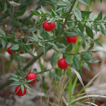 Ruscus aculeatus