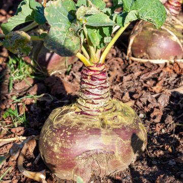 Couve-nabo Tweed Couve-nabo Tweed