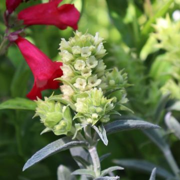 Sideritis scardica - Chá grego