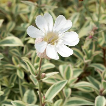 Silène maritime Druett's Variegated - Silene uniflora