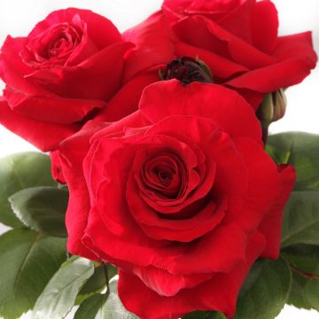 Roseira de flor grande Simone Veil