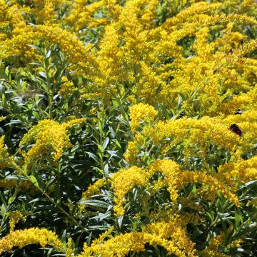 Solidago caesia - Vara-de-ouro