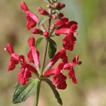 Stachys coccinea - Betónica