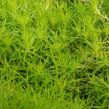 Sagina subulata Aurea